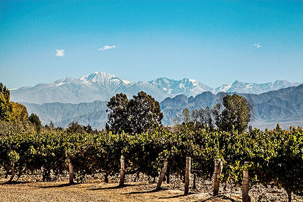 Mendoza grape vines in the sun