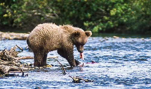 Alaskan Grizzly munching on a red salmon